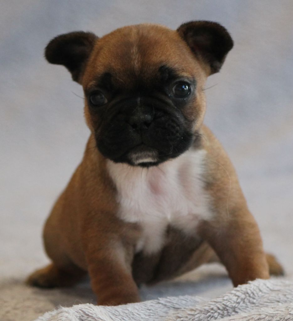 Of Kingdom Mini Bull - Chiot disponible  - Bouledogue français