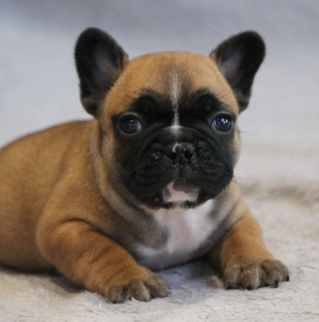 Of Kingdom Mini Bull - Chiot disponible  - Bouledogue français