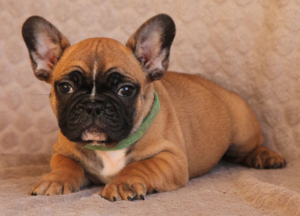 Of Kingdom Mini Bull - Chiot disponible  - Bouledogue français