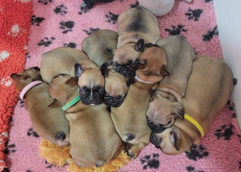 Chiot Bouledogue français Of Kingdom Mini Bull